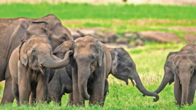 Genetic study tracks migration history of elephants in India, finds 'dilution of diversity'