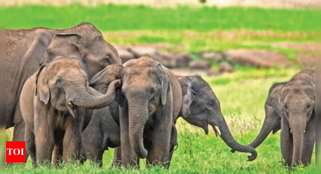 Genetic study tracks migration history of elephants in India, finds ‘dilution of diversity’