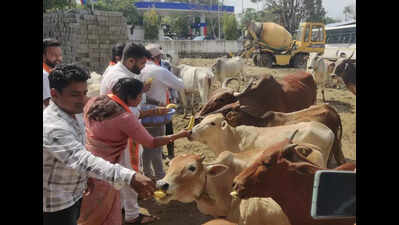 Desi Cows: Maharashtra's Desi Cow Population Plummets by 46 Lakh ...
