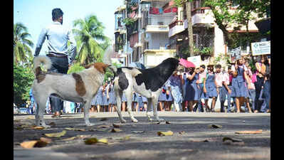 Min: Need more steps to quell stray dog risks | Goa News - Times of India