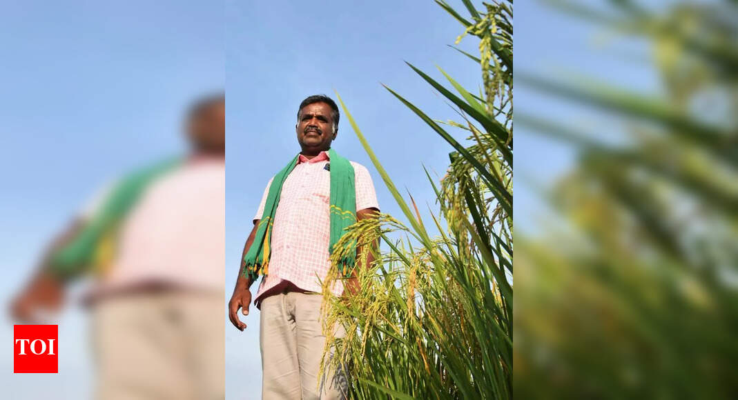 Millets Uttar Pradesh Approves Millet Procurement Strategy for