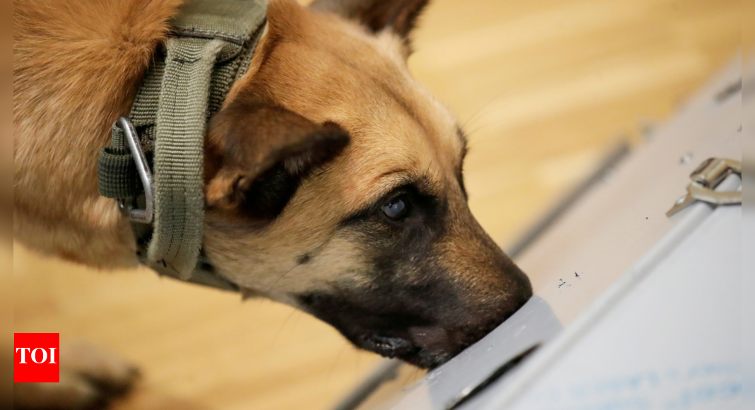 Therapy Dog: Prisoner charged after punching therapy dog ‘Josie’ in Genesee County jail Therapy Dog: Prisoner charged after punching therapy dog ‘Josie’ in Genesee County jail