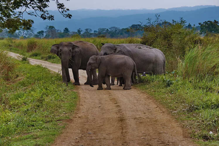 Elephant haven