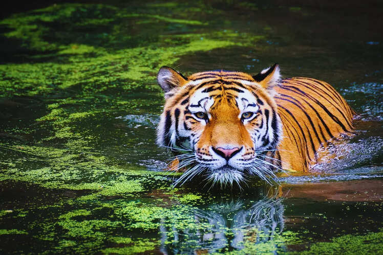A haven for big cats