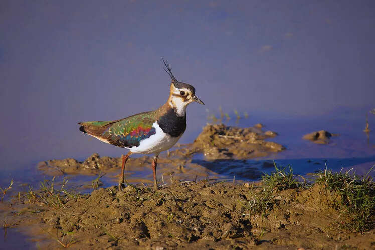 A birdwatcher&rsquo;s paradise