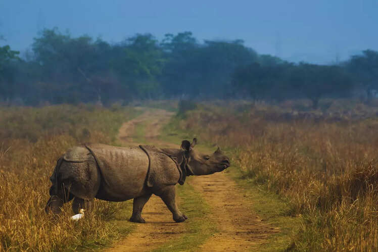 Home to the largest population of one-horned rhinos