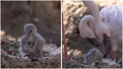 San Diego zoo’s male flamingo couple becomes first-time dads