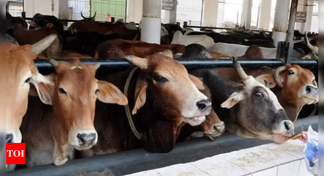 Maharashtra Increases Subsidy for Indigenous Cows