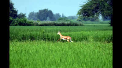 Deer & blackbucks may be relocated from airport site to proposed Sec 91 park