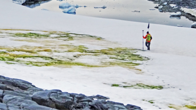 Antarctica turning green 'dramatically', trend accelerated over years, study finds