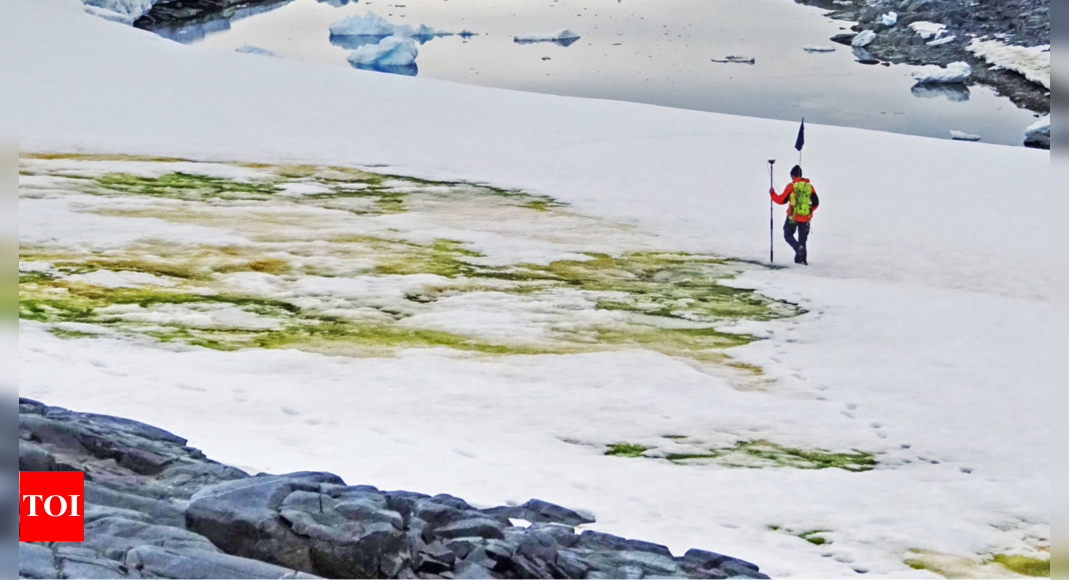 Antarctica turning green ‘dramatically’, trend accelerated over years, study finds – Times of India