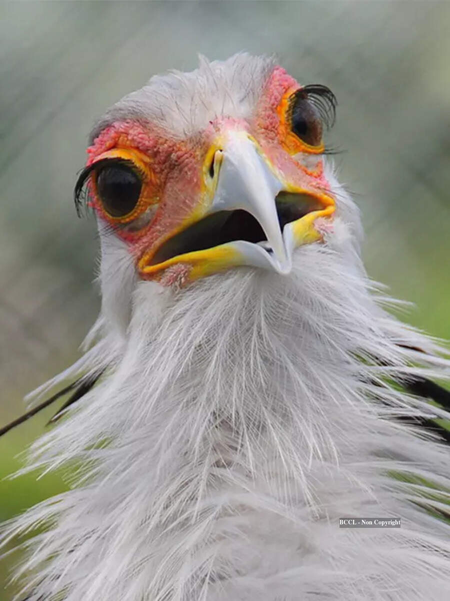 Picture of The bird that eats deadly snakes | Times of India