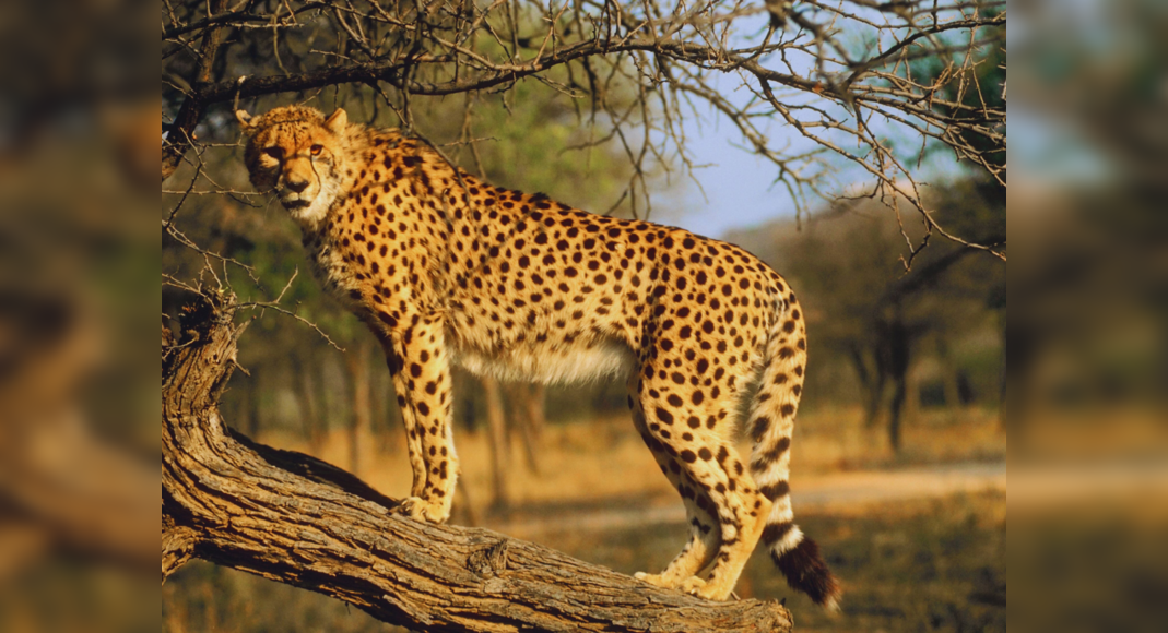 Kuno National Park reopens, but cheetah sightings will have to wait ...