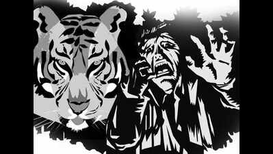 Tiger kills shepherd in Paoni forest, 10 camera traps deployed to identify animal