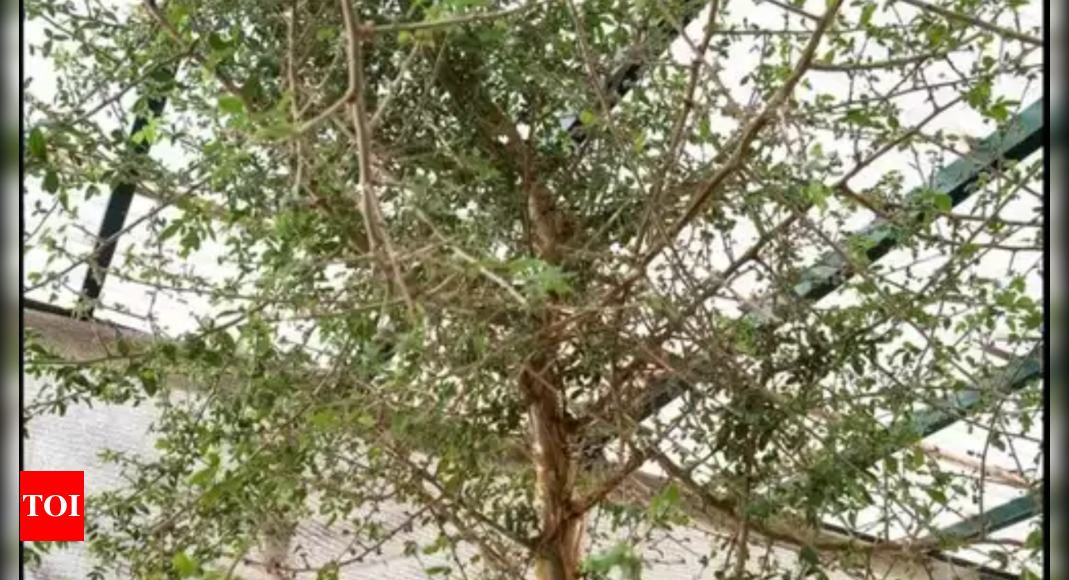 Scientists grow lost ‘biblical tree’ from 1,000-year-old seed – Times of India