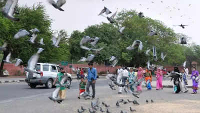 Spike in pigeon population in Jaipur triggers fatal lung disease in humans