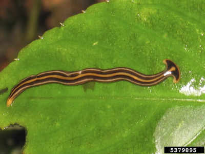 Meet the poisonous worm that regenerates when cut: World's new invasive threat