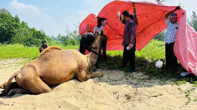 Veterinarians Save Exhausted Camel at Kochi Beach | Kochi News - The ...