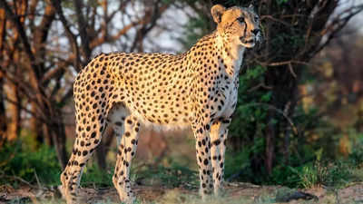 Cheetahs: Fastest land animals’ physical characteristics, diet, habitat, and more