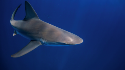  Body of American tourist found inside shark in Indonesia