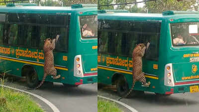 Leopard attempts to board minibus at Bengaluru's biological park, video goes viral