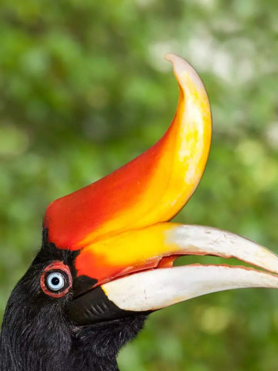 10 wild birds that are extremely rare to spot | Times of India