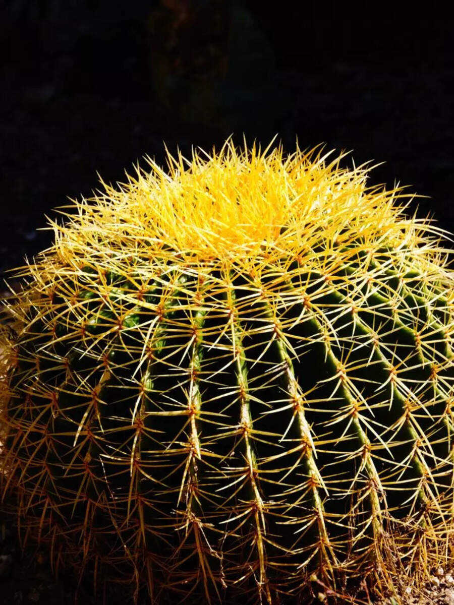 10 types of cactus plants one can grow indoors | Times of India