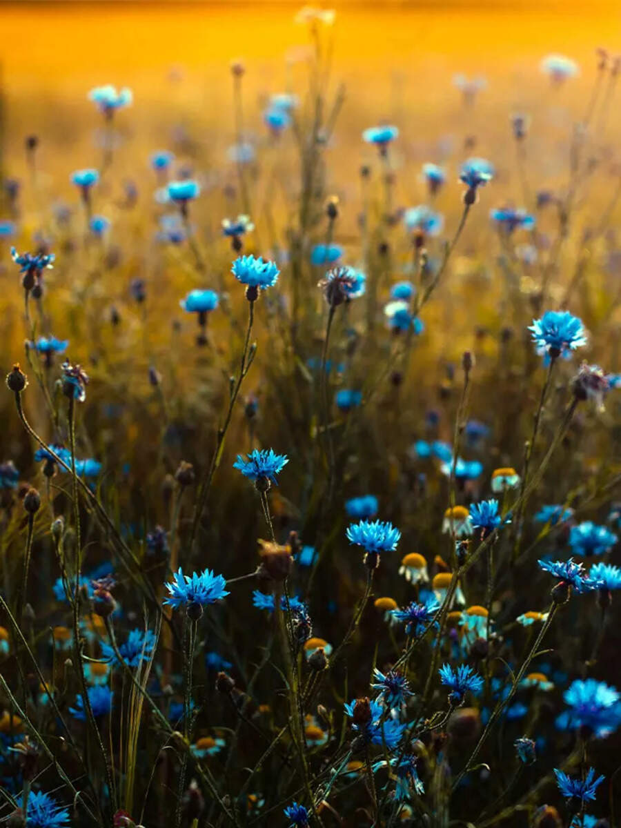 Why blue is so rare in nature | Times of India