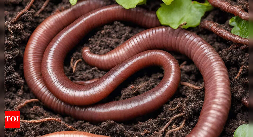 World’s largest earthworms that are more than 3 metres in length