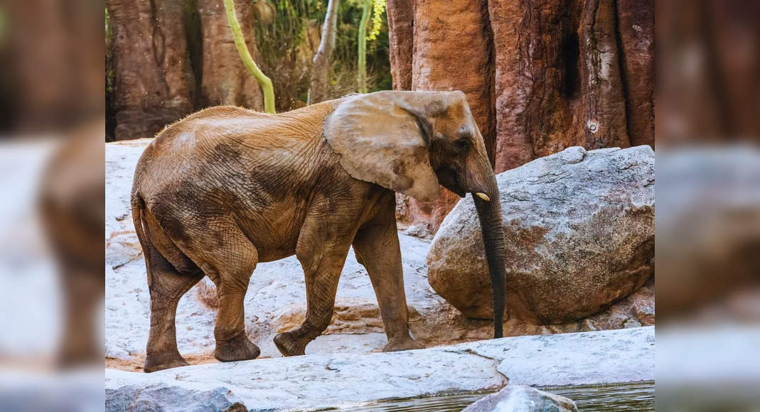 Delhi Zoo’s WAZA membership suspended over mistreatment of Shankar, an African elephant