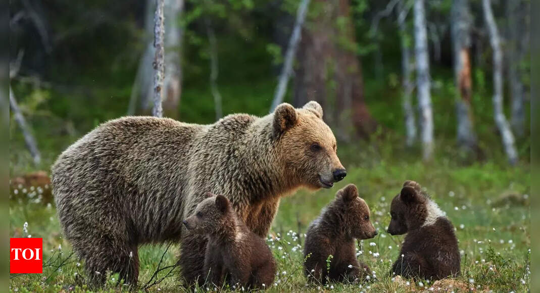 74-year-old man gets injured after bear and cubs break in the home ...