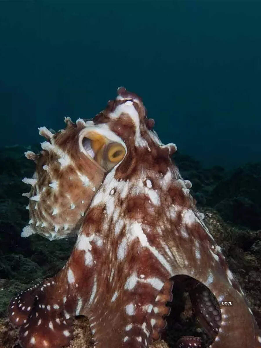 How octopus hunt with fish and punch them to work hard Times of India