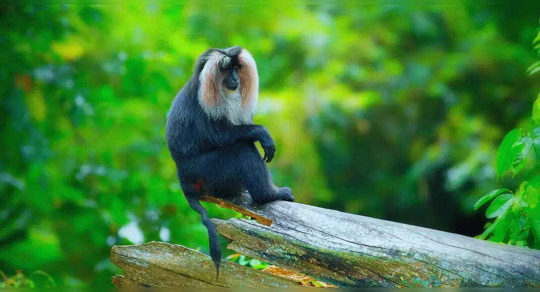 10 rare and endemic species from the Western Ghats | Times of India Travel