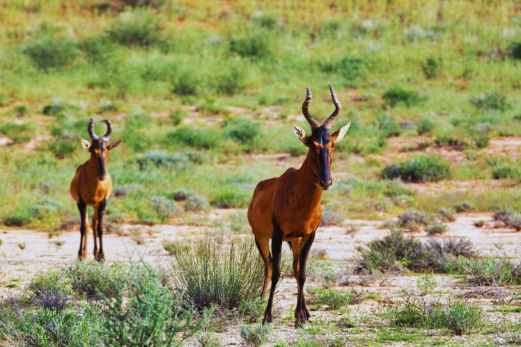 Tswalu Kalahari Reserve, South Africa