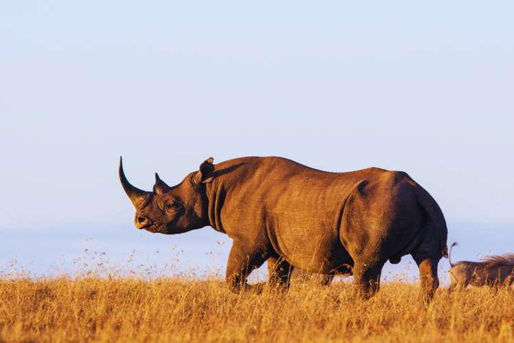 Ol Pejeta Conservancy, Kenya