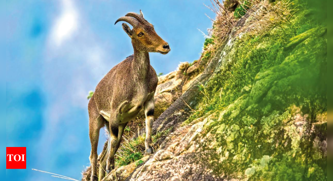 The man who dreamed of airlifting the Nilgiri tahr | Chennai News