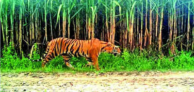 Poaching fears: Probe sought as 10 'sugarcane tigers' missing