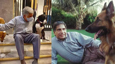 South Mumbai’s stray dogs lose their protector, Ratan Tata