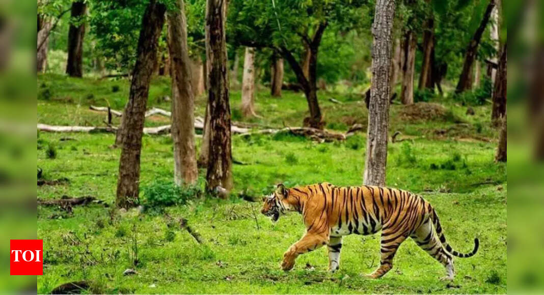 Mystery of Missing 'Sugarcane Tigers' in Pilibhit Raises Poaching and ...