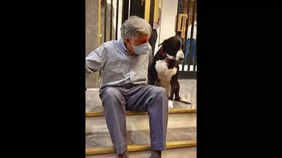 Ratan Tata's dog 'Goa' pays last respects at his funeral | Watch ...