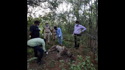 Leopard found dead in ATR, foul play ruled out