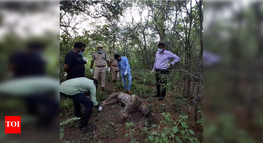 Leopard Mystery of Leopard Death in Amrabad Tiger Reserve Foul Play