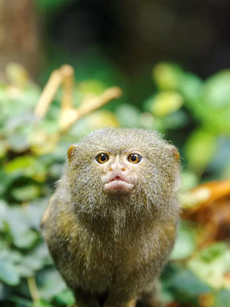 9 tiny animals in the world and how they survive Times of India