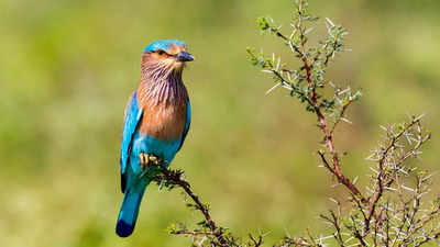 Why spotting the Neelkanth bird on Dussehra is considered auspicious ...