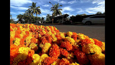 Wilting weather: Rain quells yield of marigold this season