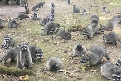 Raccoons: Watch: 100s of raccoons surround a woman in Washington