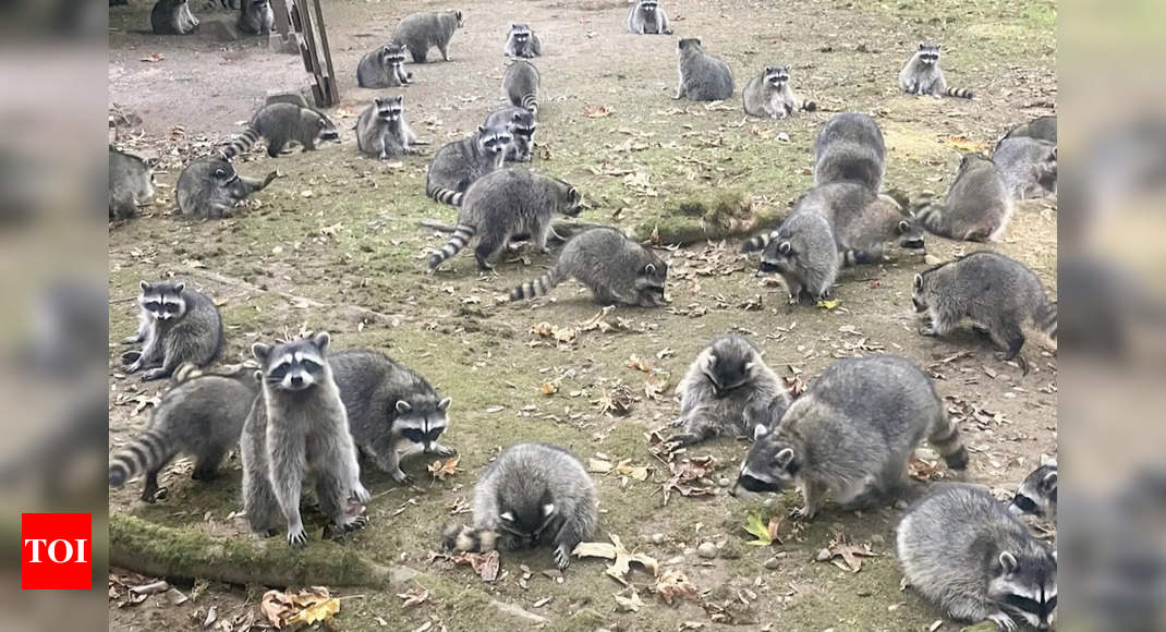 Watch: 100s of raccoons surround a woman in Washington – Times of India