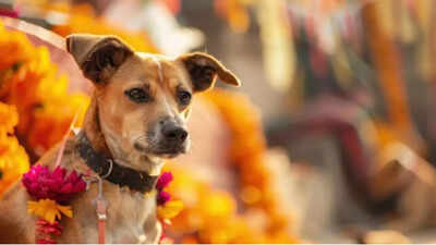 Bengaluru: BBMP to celebrate festival of dogs on October 17