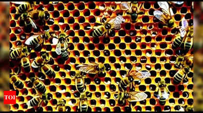 Bee attack: 63-year-old woman dies, 20 injured in Kerala