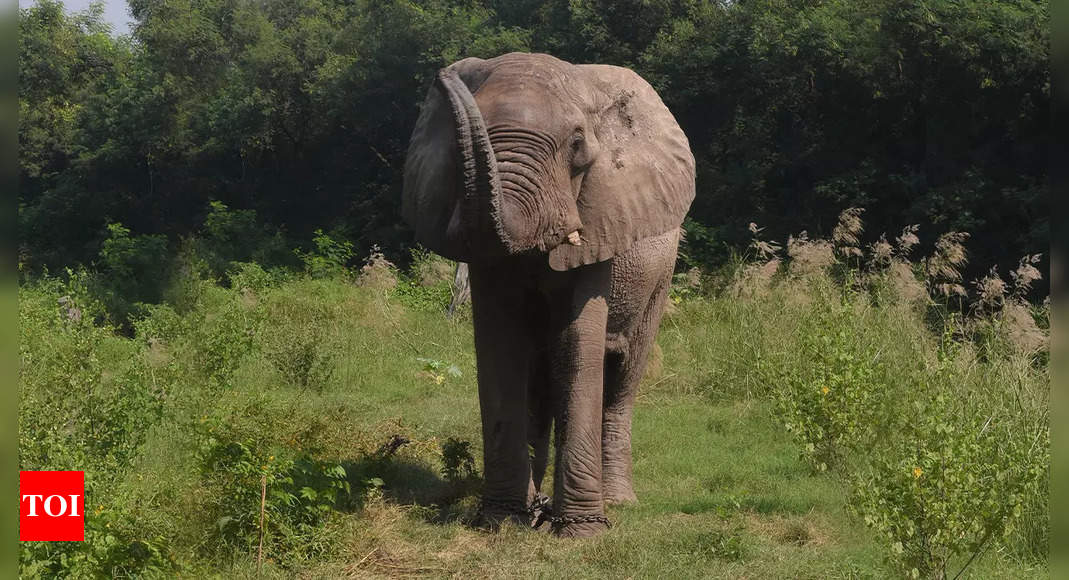 Delhi Zoo's Shankar Elephant Shows Recovery